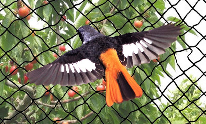 Bird Net 